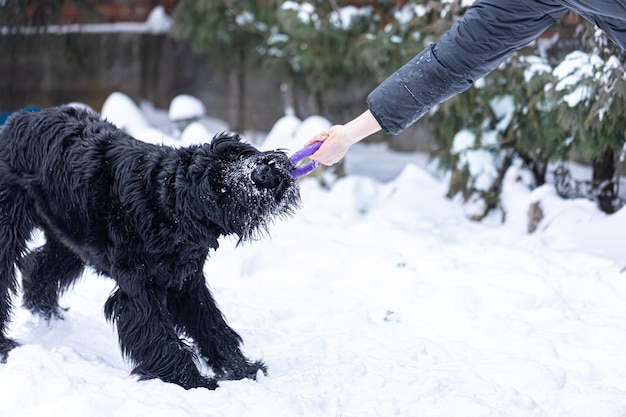Black Dog – Anleitung – Anleitung und Spielregeln für Black Dog